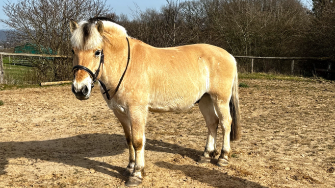 Goldvin, 10 Jahre